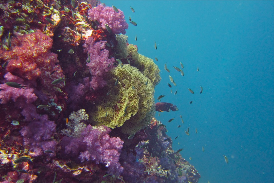 Marine Expedition Finds Coral Recovery And Overfishing In Mergui